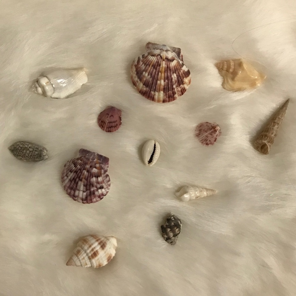 Set of Twelve Shells
